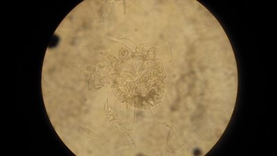 Dermatologie 1