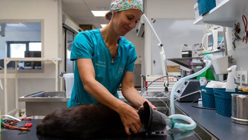 Hospitalisation, vet et chat, clinique Mvet